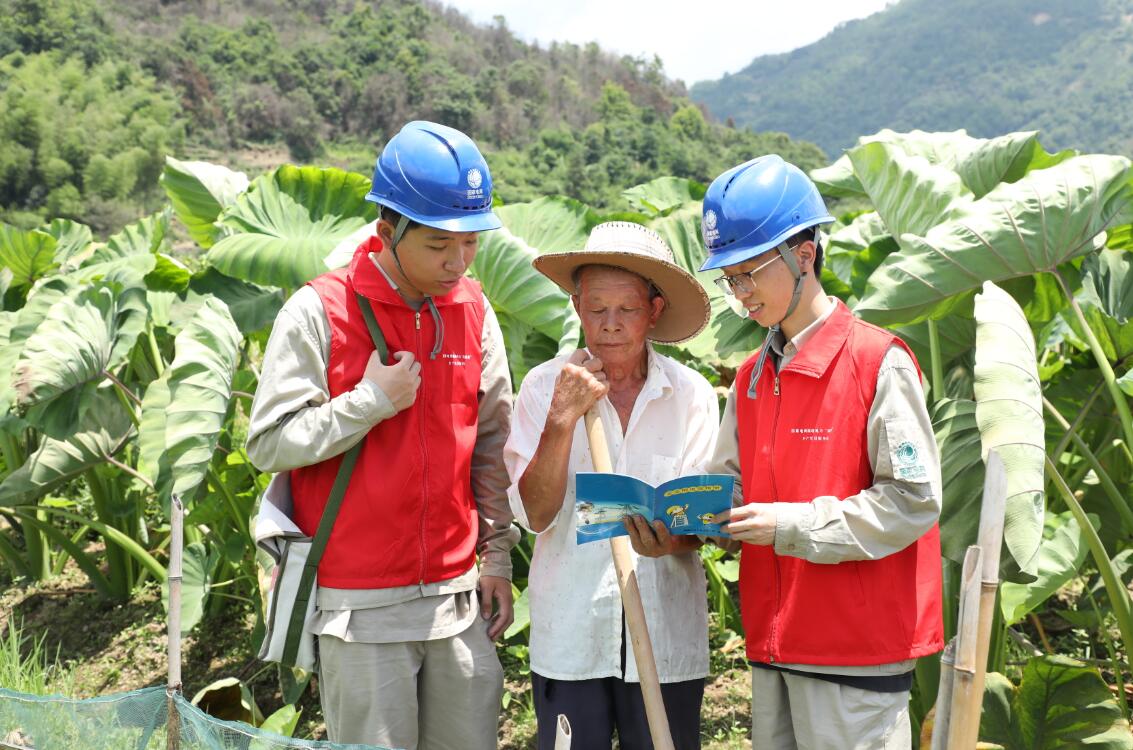 国网福鼎市供电公司电力赋能 共同奔向富“芋”路