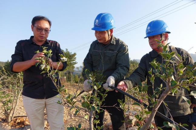 国网固始县供电公司电力护航 油茶苗壮果香